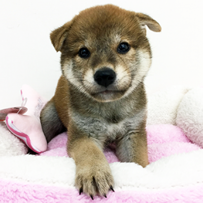 柴犬