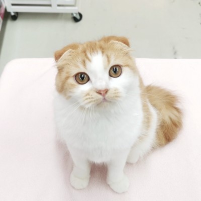 スコティッシュフォールド