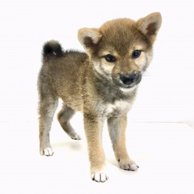 柴犬