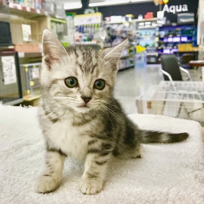 アメリカンショートヘア