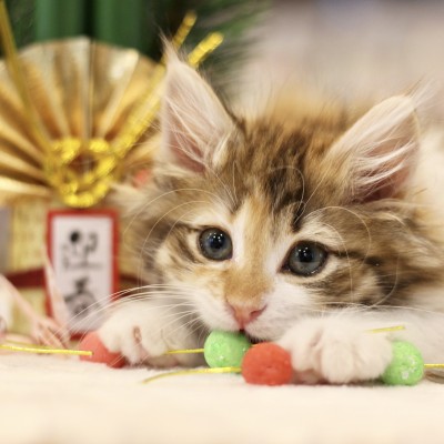 ノルウェージャンフォレストキャット