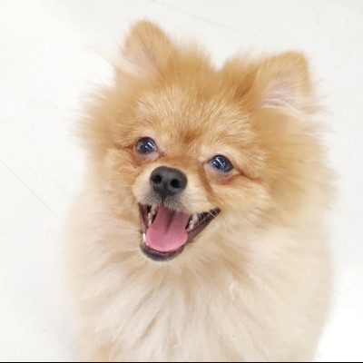ポメラニアン