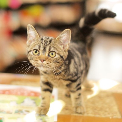 アメリカンショートヘア