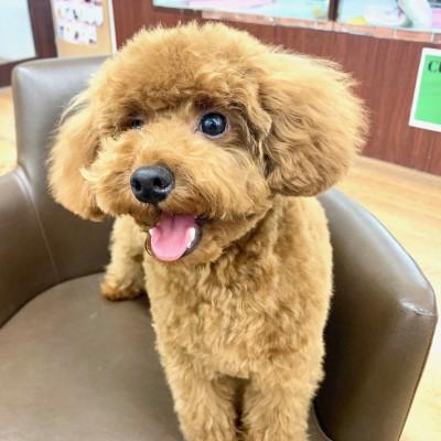 トイ・プードル