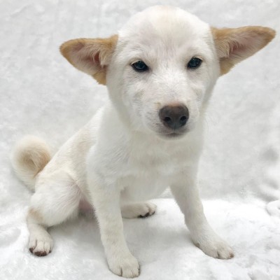 柴犬