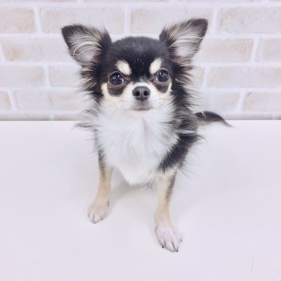 チワワ