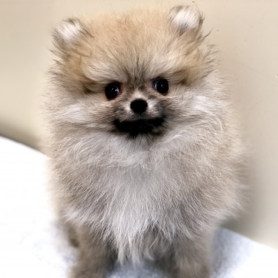 ポメラニアン