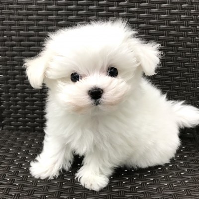 マルチーズ