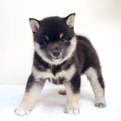 柴犬