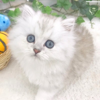 ペルシャ
