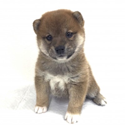 柴犬