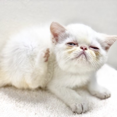 エキゾチック