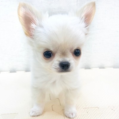 チワワ