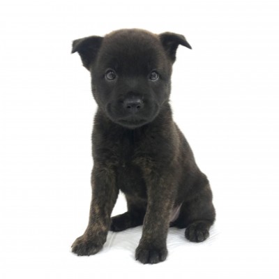 甲斐犬