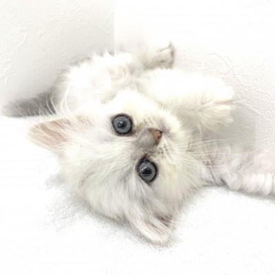 ペルシャ