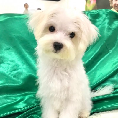 マルチーズ