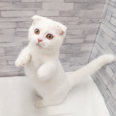 マンチカン