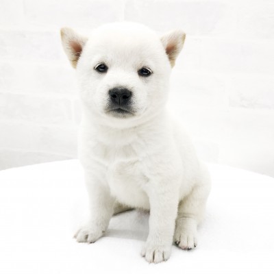柴犬