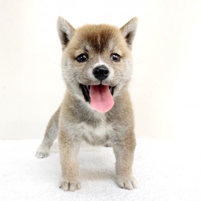 柴犬