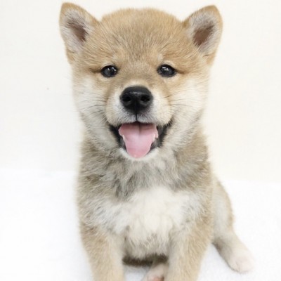 柴犬