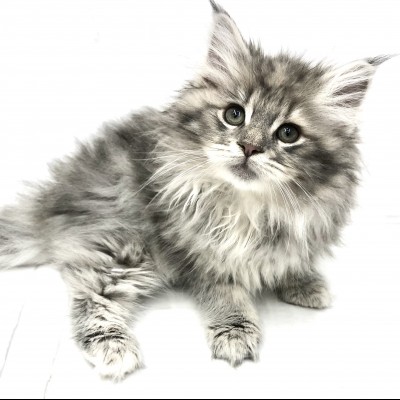 ノルウェージャンフォレストキャット