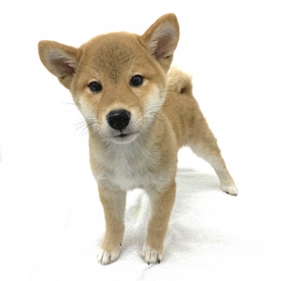 柴犬