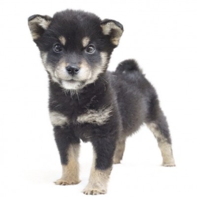 柴犬