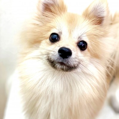 ポメラニアン