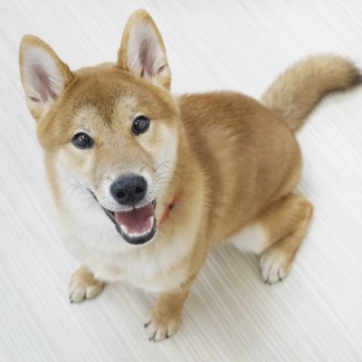 柴犬