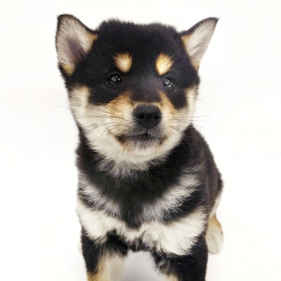 柴犬