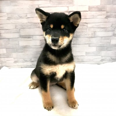 柴犬