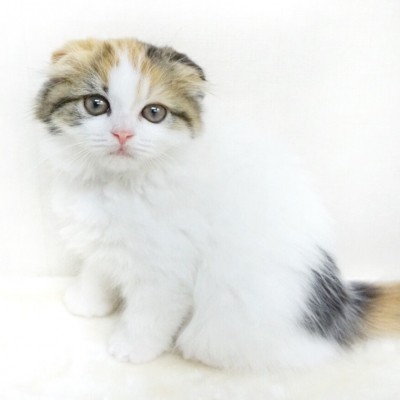 スコティッシュフォールド