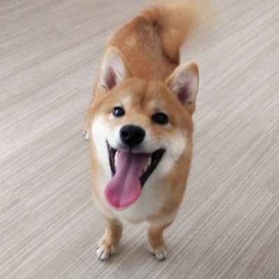 柴犬