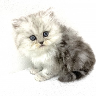 ペルシャ