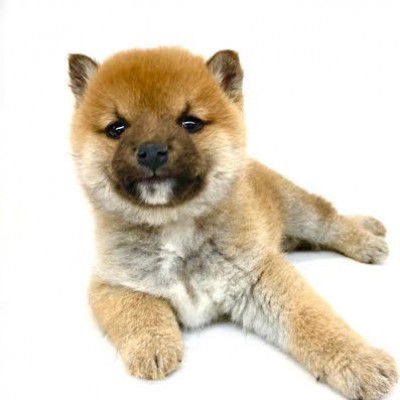 柴犬