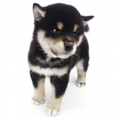 柴犬