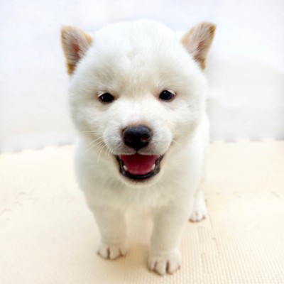 柴犬