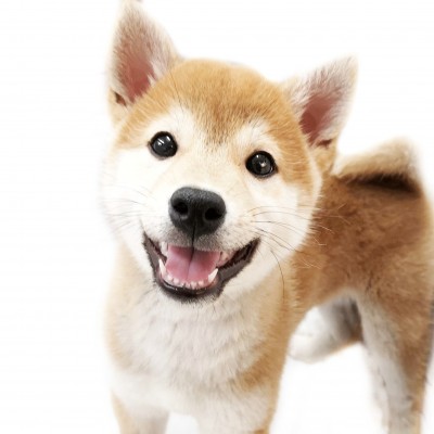 柴犬