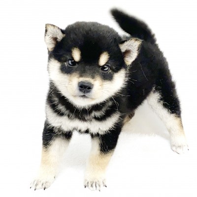 柴犬