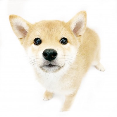 柴犬