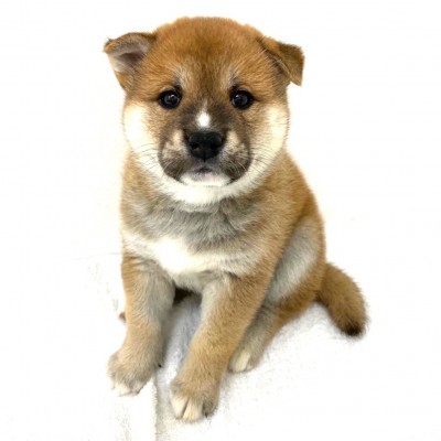柴犬
