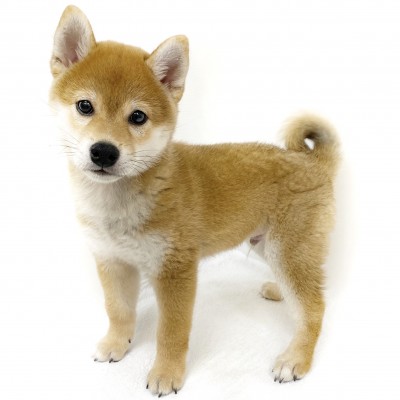 柴犬