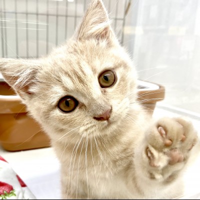 ブリティッシュショートヘア