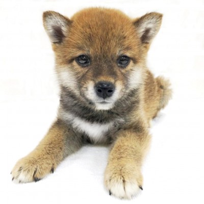 柴犬