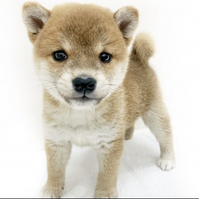 柴犬