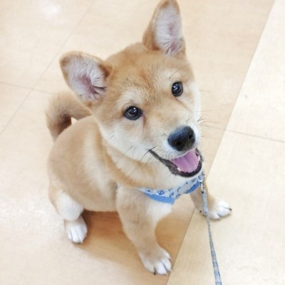 柴犬