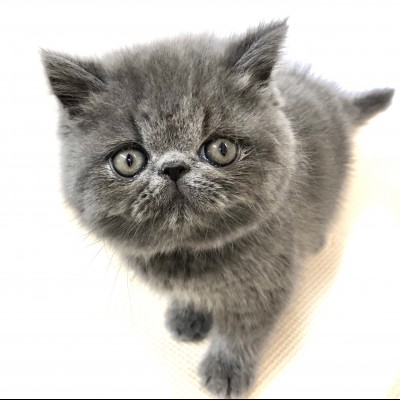 エキゾチック