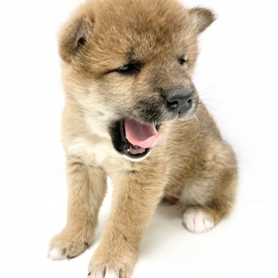 柴犬