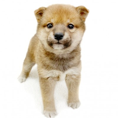 柴犬