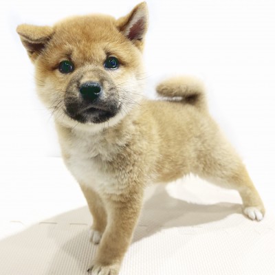柴犬